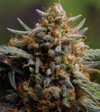 buds express